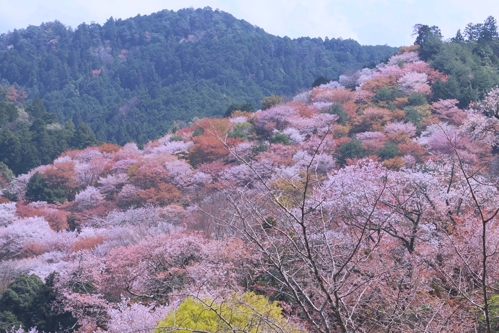 一目千本桜　１