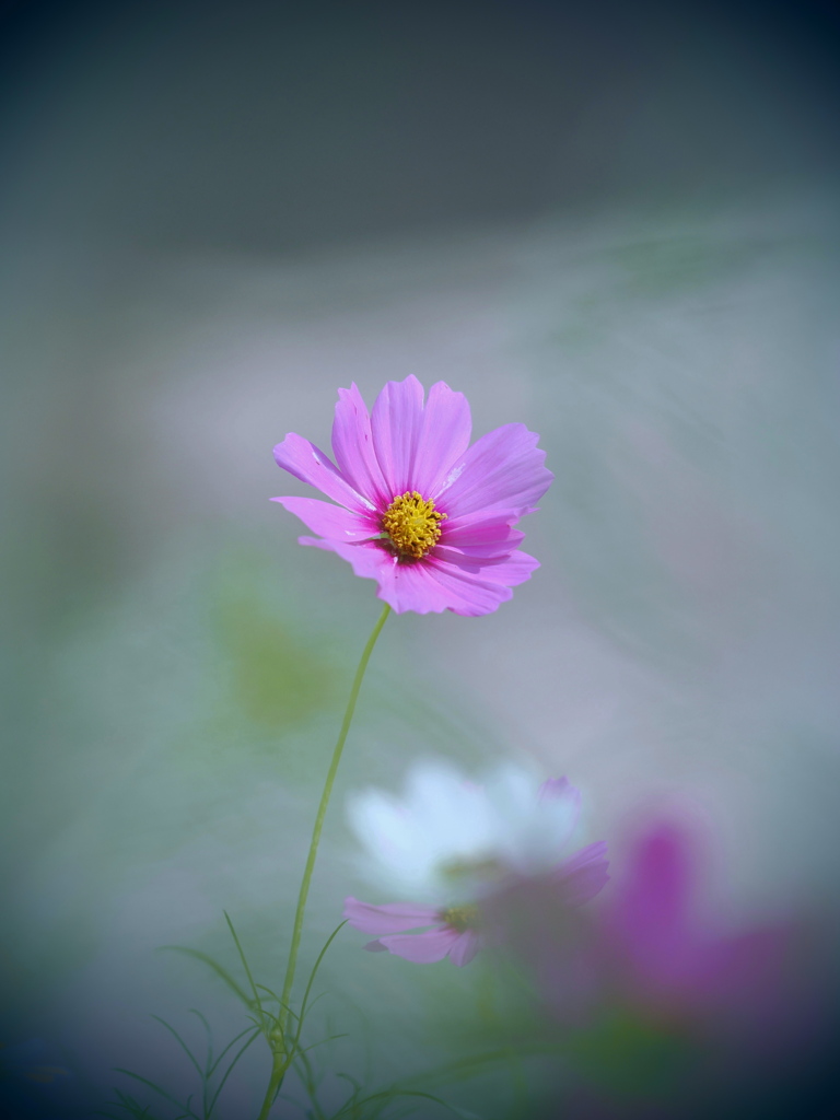 コスモス　１