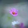 コスモス　１