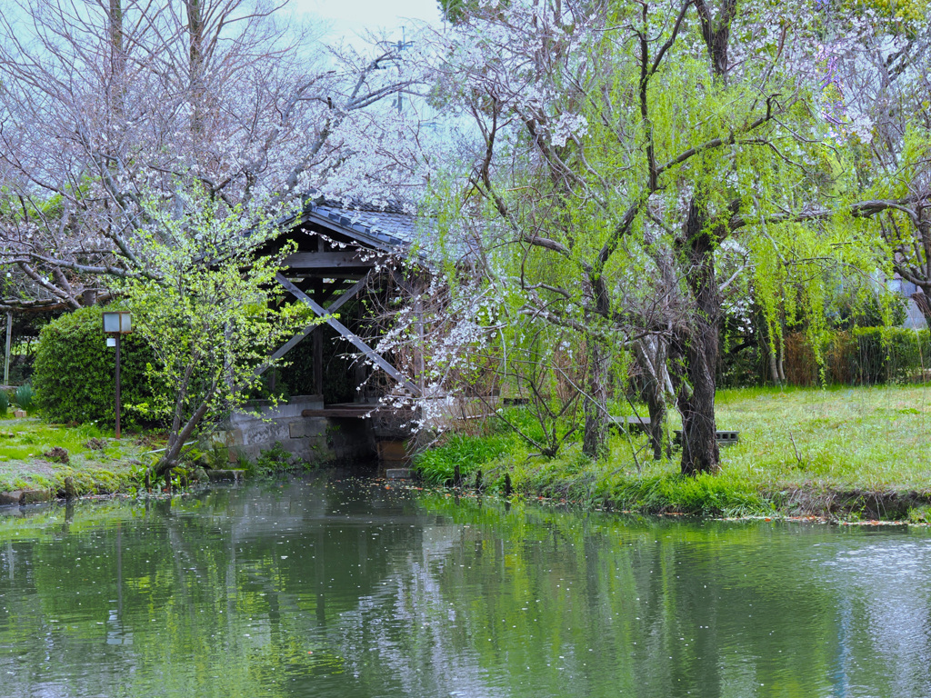 柳川
