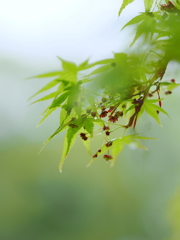 新緑の季節　２