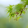 新緑の季節　２