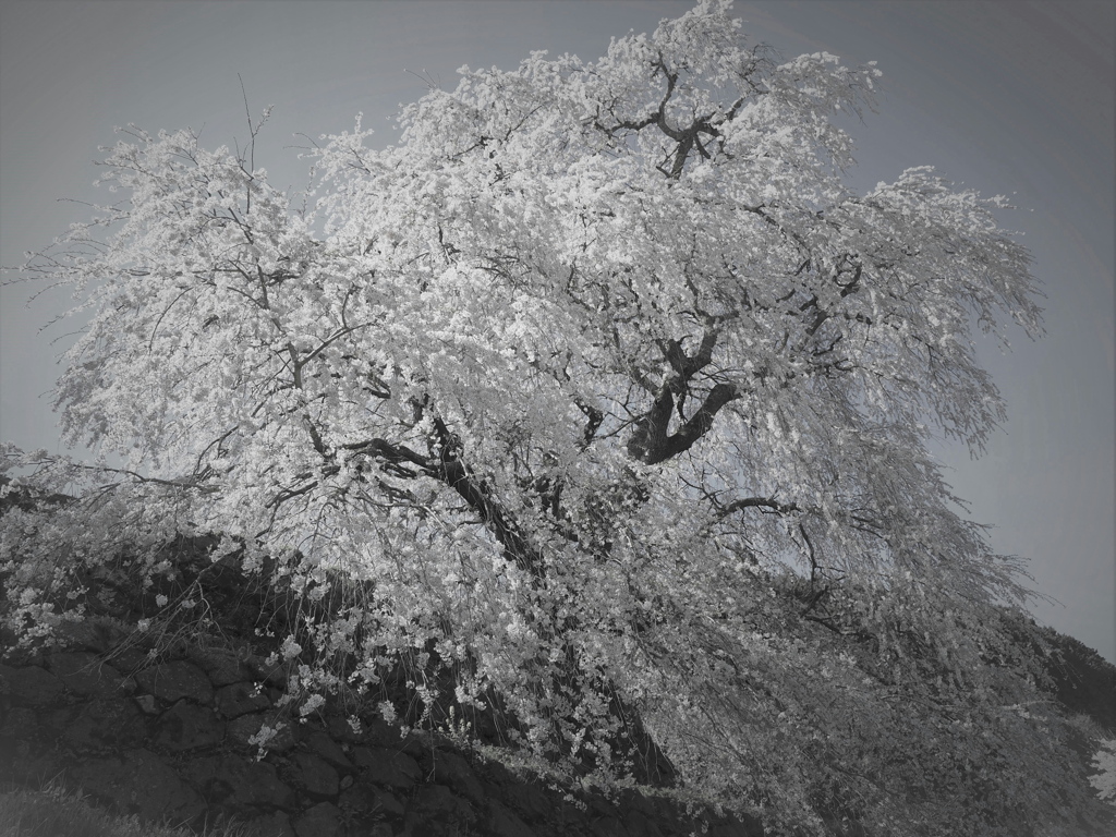 又兵衛桜1
