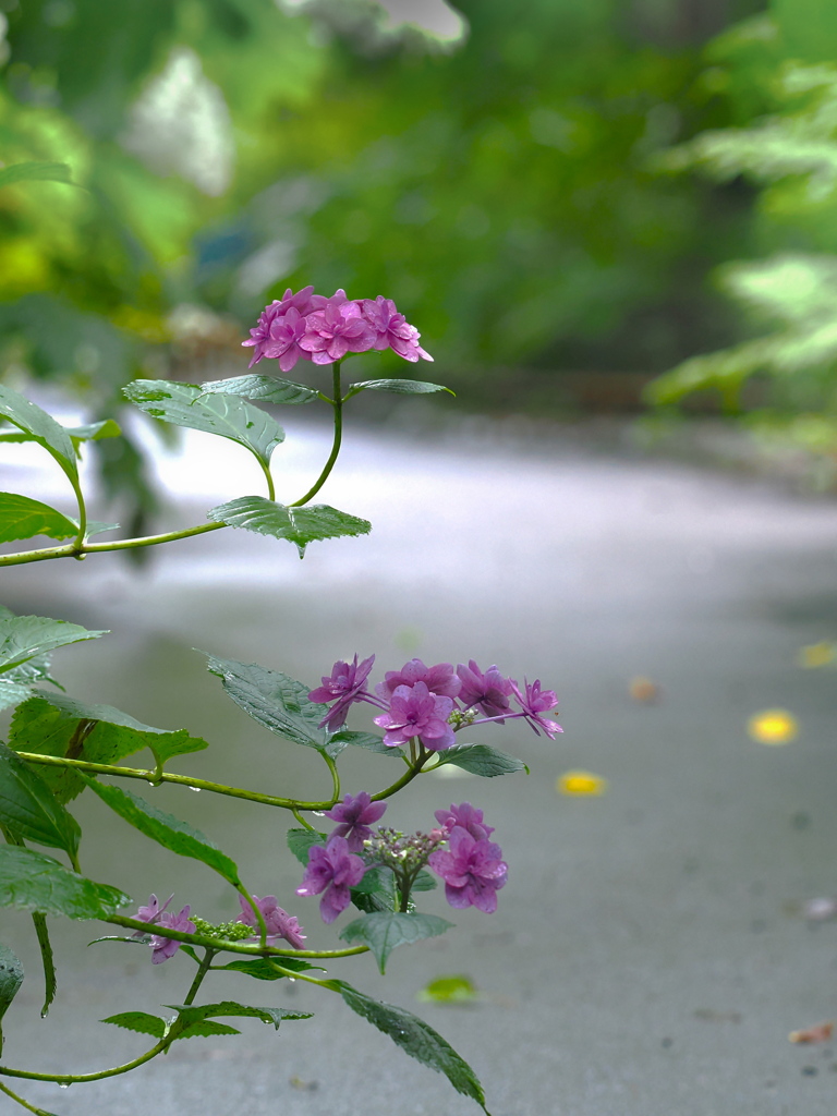 梅雨の候　２