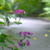 梅雨の候　２