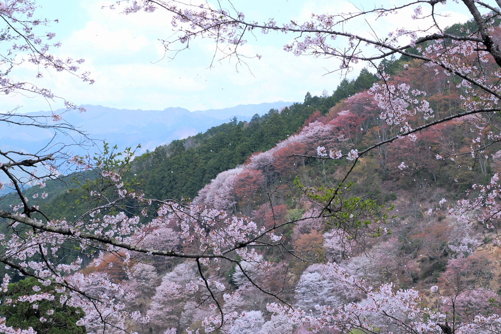 一目千本桜　２