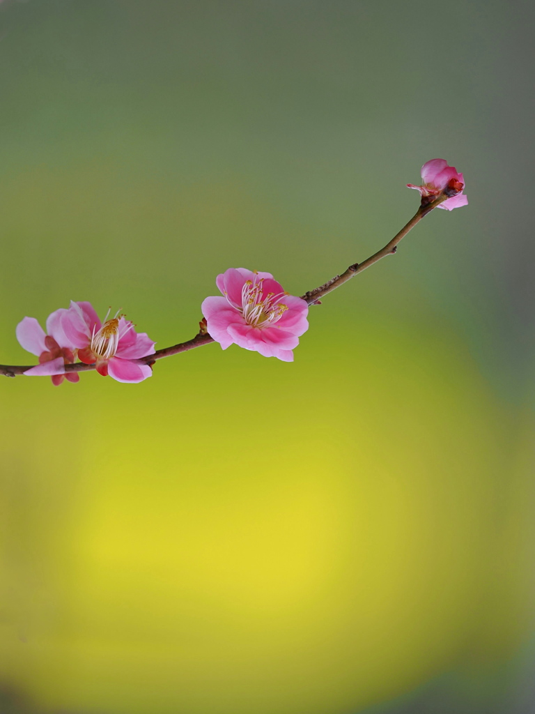 名残梅花　１