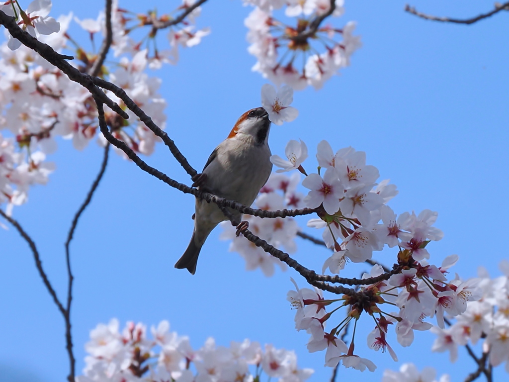 ニュウナイスズメ