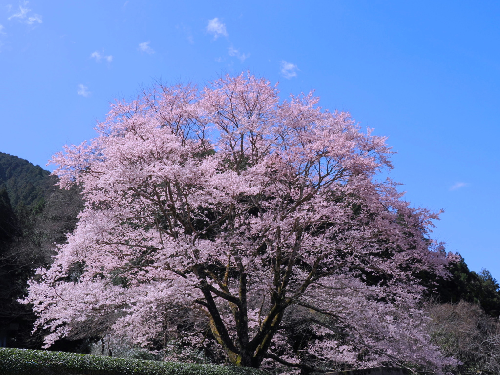 淡墨桜　１