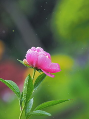 5月の花　牡丹