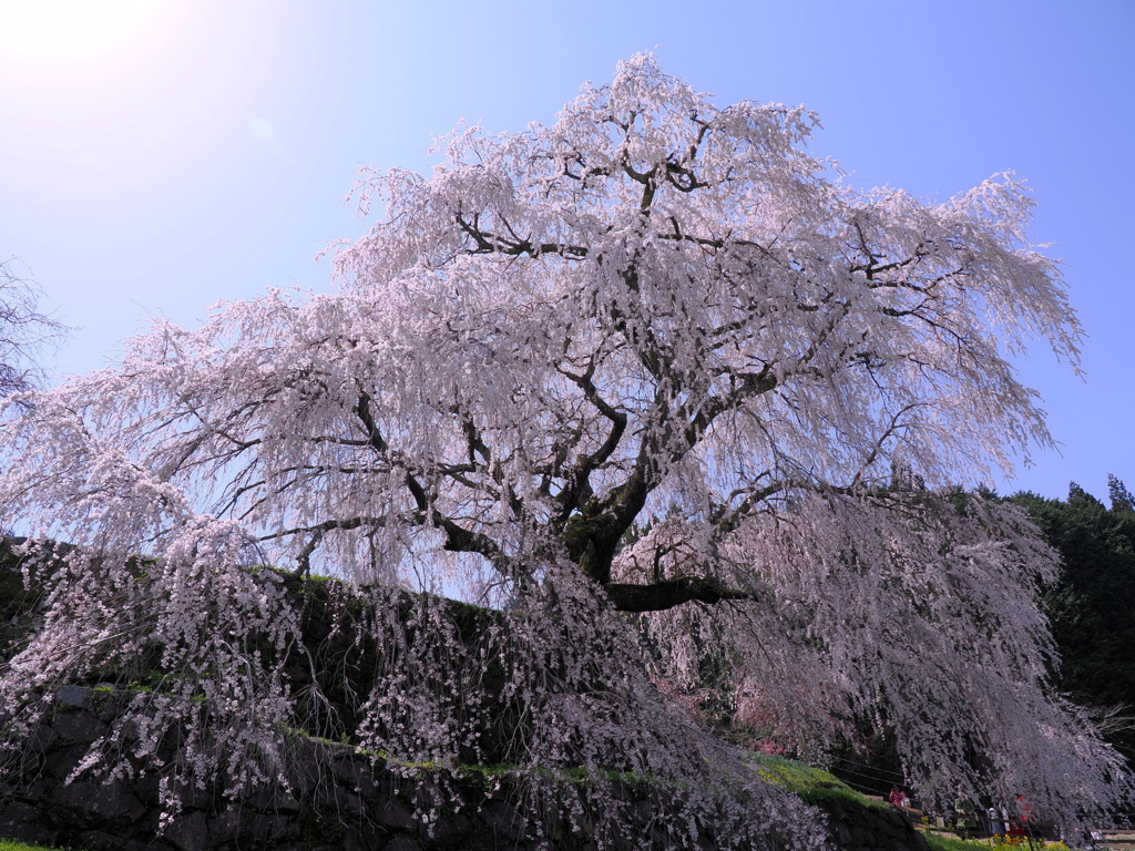 又兵衛桜