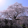 又兵衛桜