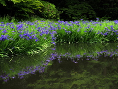 ５月の花　カキツバタ