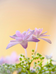 お部屋の紫陽花