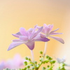 お部屋の紫陽花