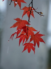 雨の中で