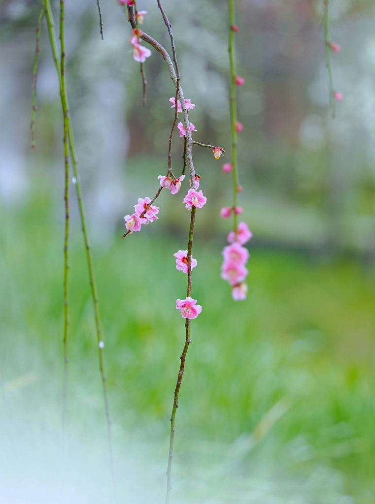 名残梅花　２