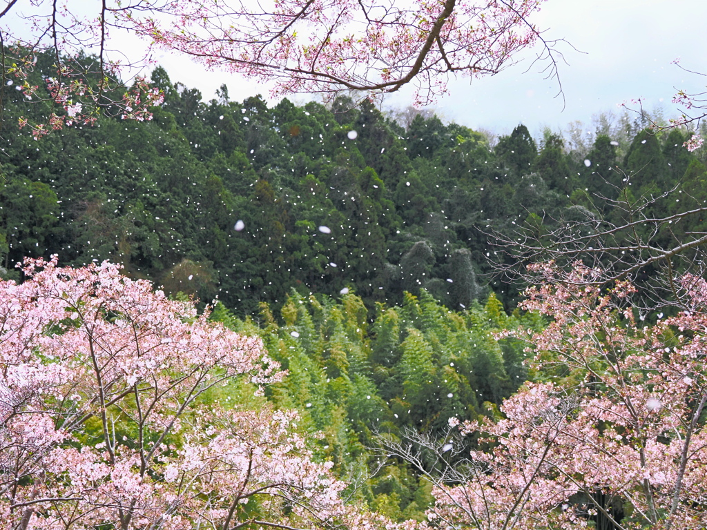 花吹雪