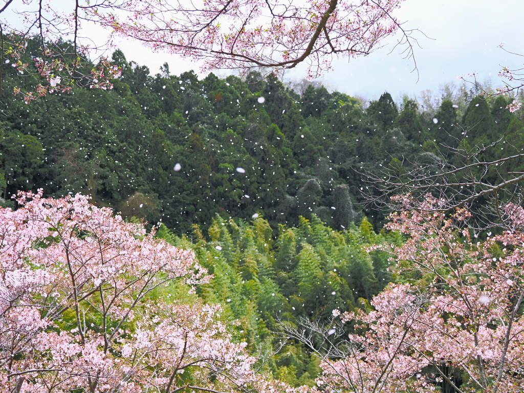 花吹雪