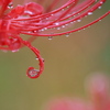 曼珠沙華　１
