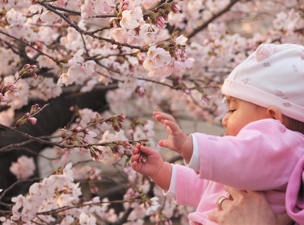 初めての桜