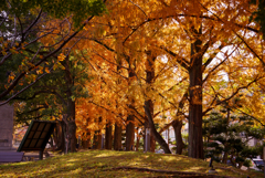 紅葉の並木