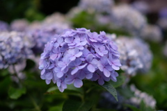 紫陽花