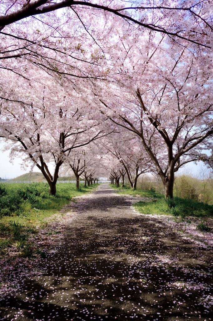 桜道
