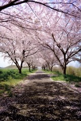 桜道