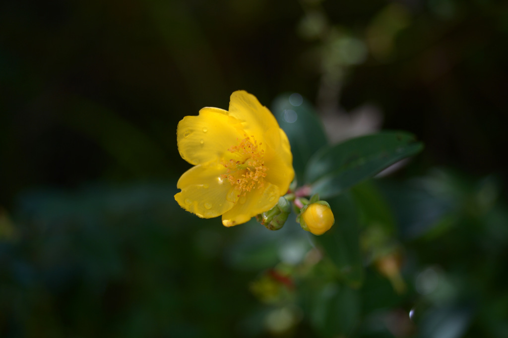 日陰に咲く花