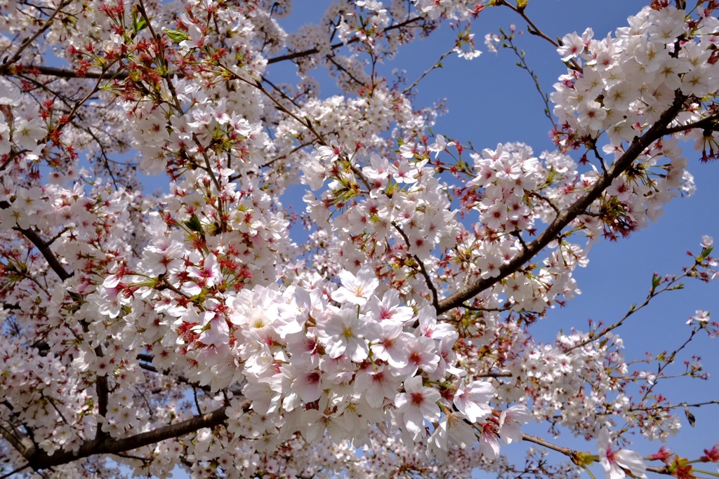 桜