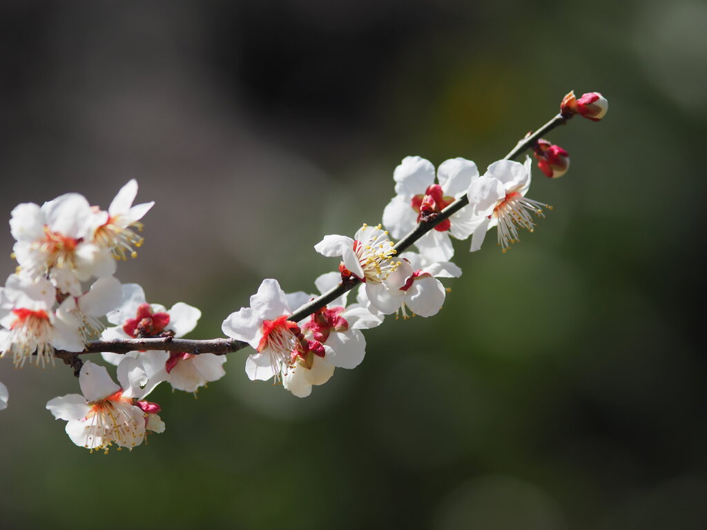 箕郷梅林　15
