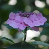 木陰の紫陽花
