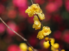 山茶花と