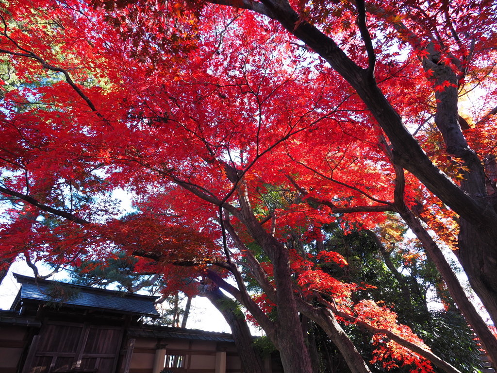 紅葉の庭園