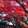 紅葉の庭園