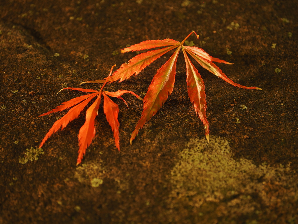 石の上の紅葉
