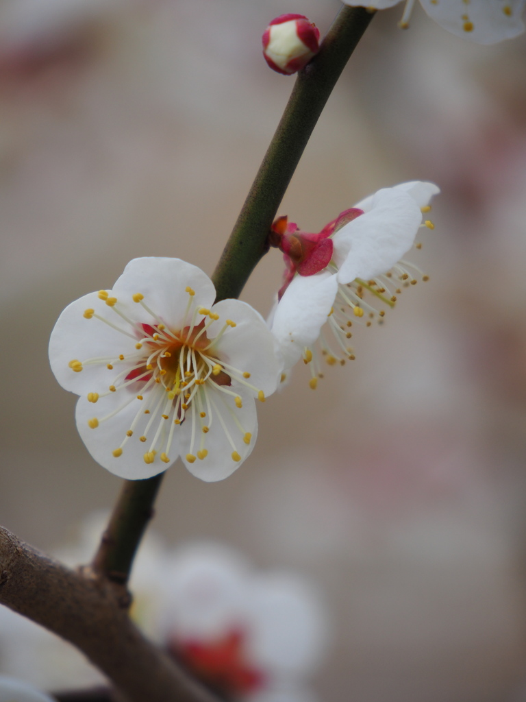 開花
