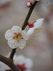 開花