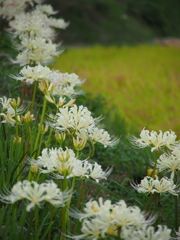 小径に白い彼岸花