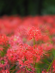 木陰に咲く