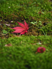 初夏の紅葉