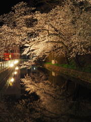 夜桜を映す