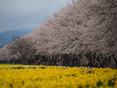 水仙と桜並木