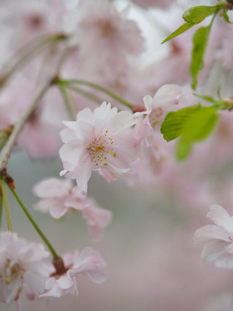 南瀧不動尊の十月桜