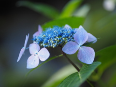 小野池の額紫陽花