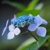 小野池の額紫陽花