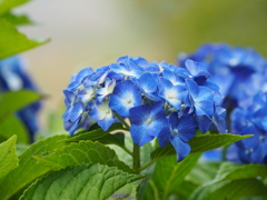 高原の紫陽花