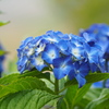 高原の紫陽花