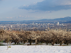 雪・梅・街